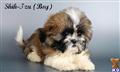 shih tzu puppy posted by nationalCitypuppy