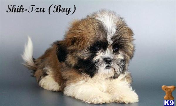 Shih Tzu