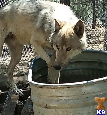 Wolf Dog puppy for sale