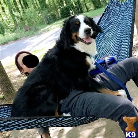 Bernese Mountain Dog