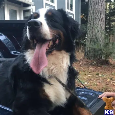 Bernese Mountain Dog stud dog