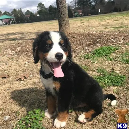 Bernese Mountain Dog stud dog