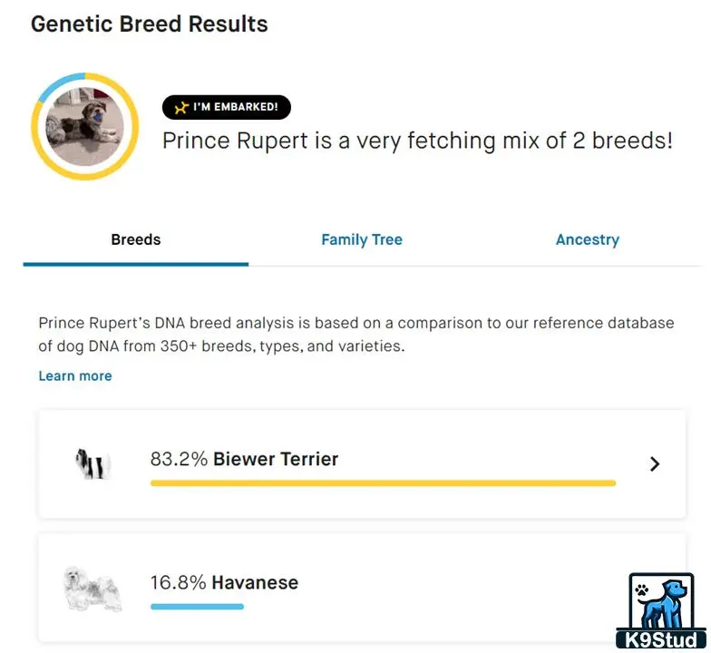 Biewer Terrier stud dog