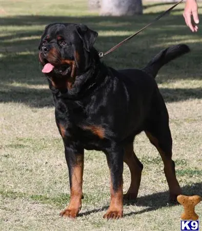 Rottweiler stud dog