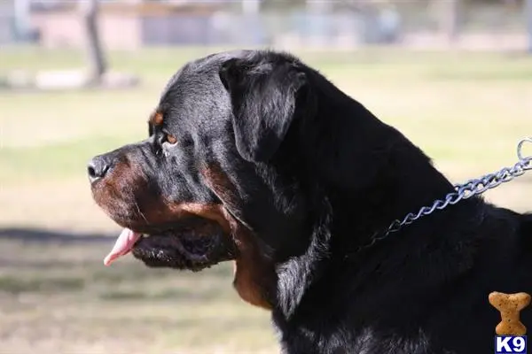 Rottweiler stud dog