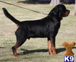 Rottweiler stud dog