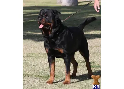 Rottweiler