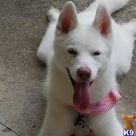 Siberian Husky stud dog