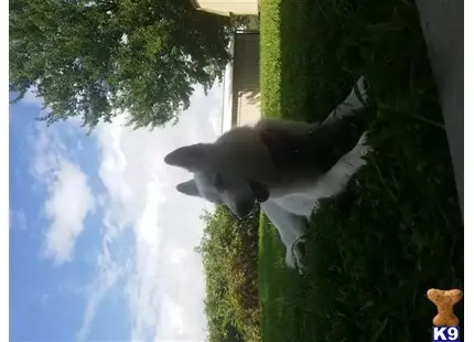 Siberian Husky