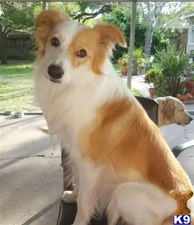 Border Collie stud dog