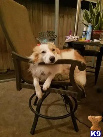 Border Collie stud dog