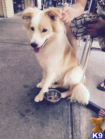 Border Collie stud dog