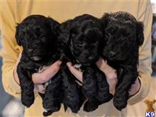 havanese puppy posted by ncoombs