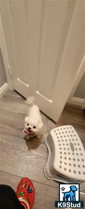 Maltese female dog