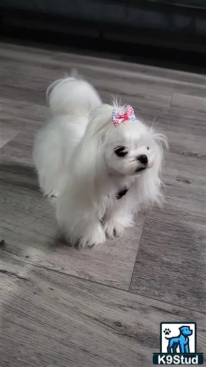 Maltese female dog