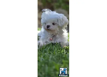 Maltese