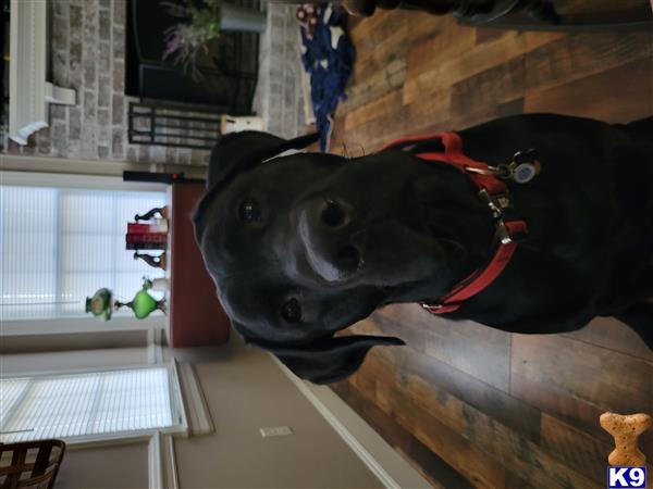 a labrador retriever dog with a red harness