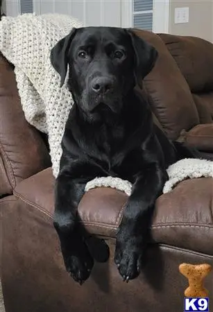 Labrador Retriever stud dog