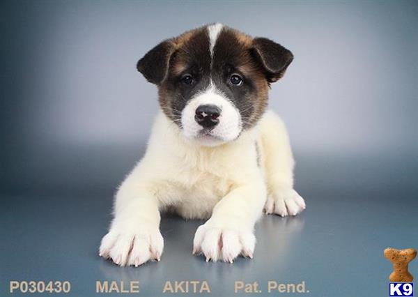 Akita