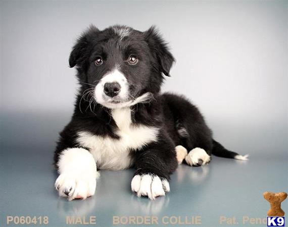 Border Collie