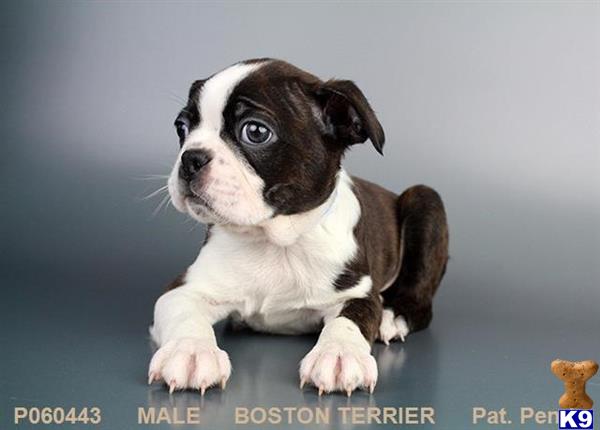 Boston Terrier