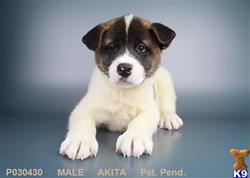 akita puppy posted by ncpuppy