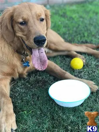 Golden Retriever stud dog