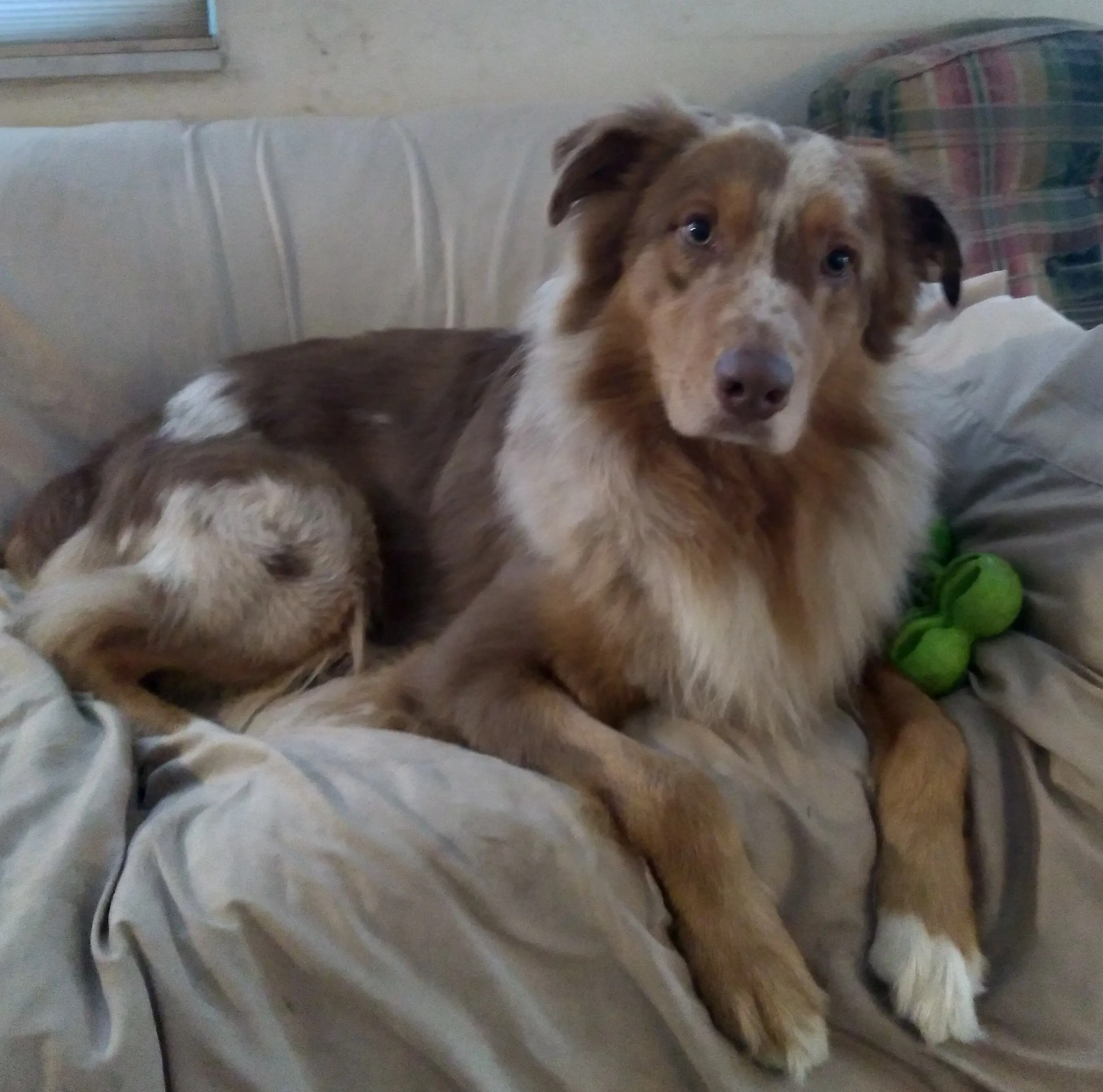 Australian Shepherd stud dog: Brown and white Australian Shepherd lounging on a couch