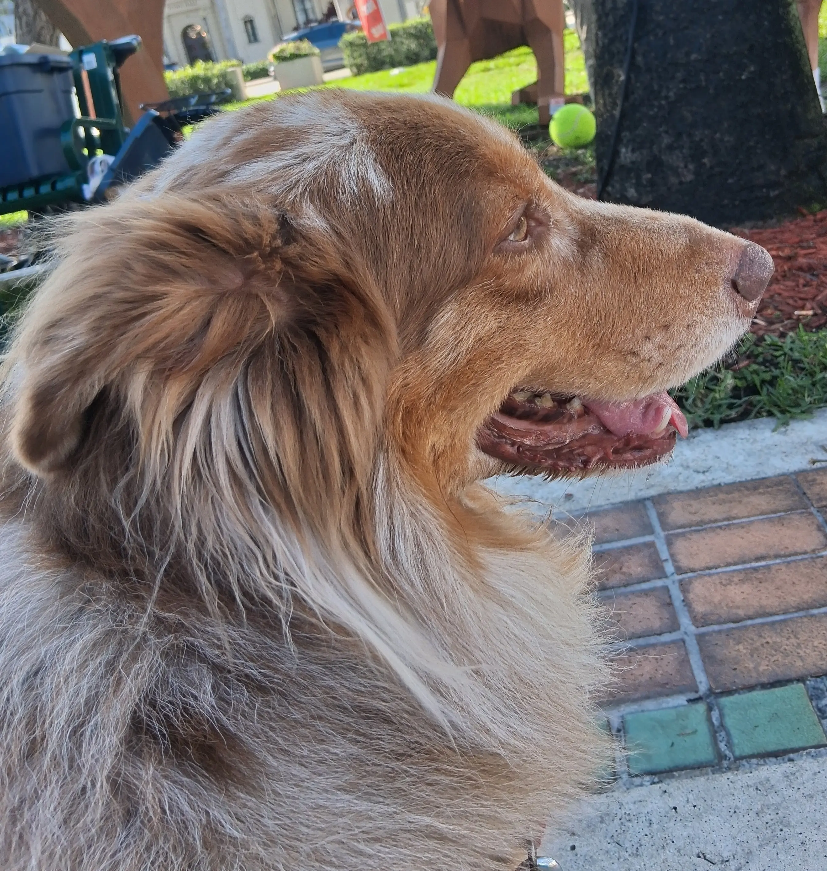 Australian Shepherd stud dog: Brown and white Australian Shepherd sitting outdoors, profile view