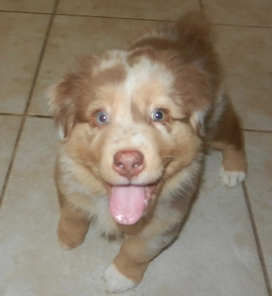 Australian Shepherd stud dog: Brown and white Australian Shepherd puppy with a happy expression
