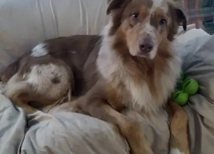 Australian Shepherd stud dog: Brown and white Australian Shepherd lounging on a couch