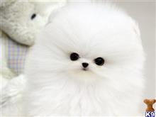 pomeranian puppy posted by nealykenkens12