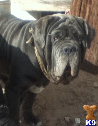 Neapolitan Mastiff stud dog: Gray Neapolitan Mastiff with loose skin, standing outdoors