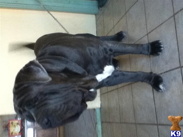 Neapolitan Mastiff stud dog: Gray Neapolitan Mastiff standing indoors on tiled floor