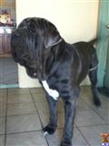 Neapolitan Mastiff stud dog: Gray Neapolitan Mastiff standing indoors on tiled floor