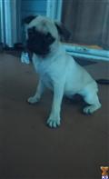 pug puppy posted by nebanks