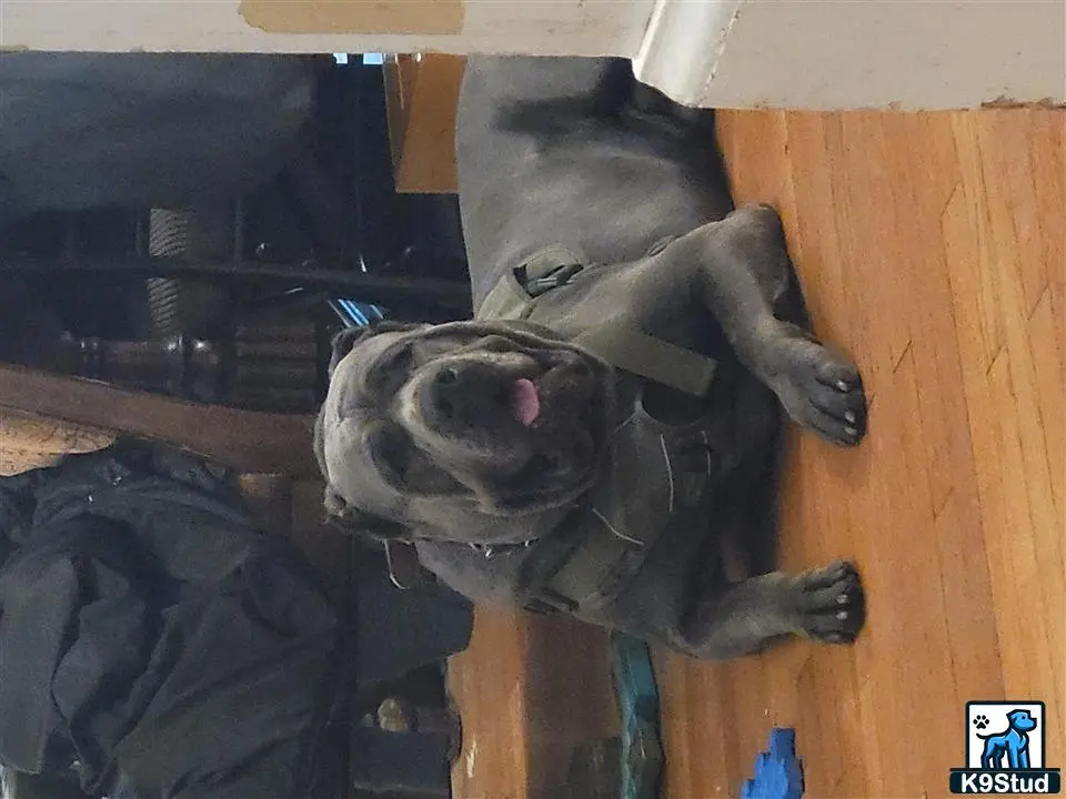 Cane Corso stud dog: a cane corso dog lying on the floor