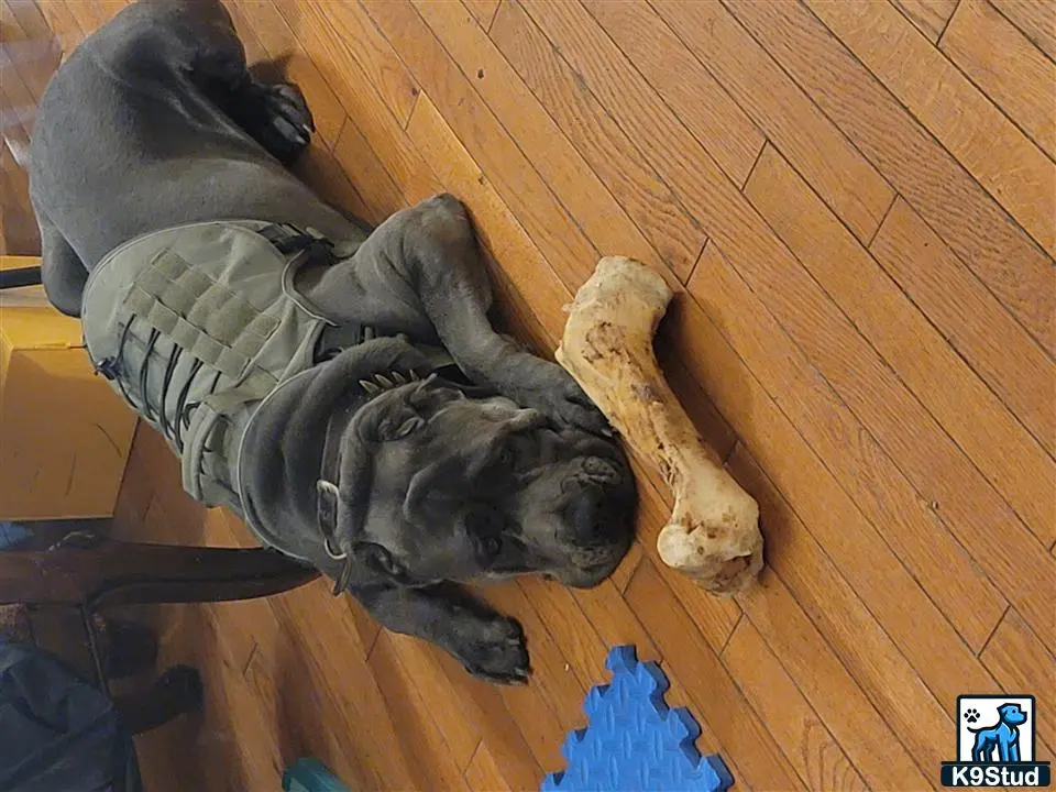 Cane Corso stud dog: a cane corso dog lying on the floor