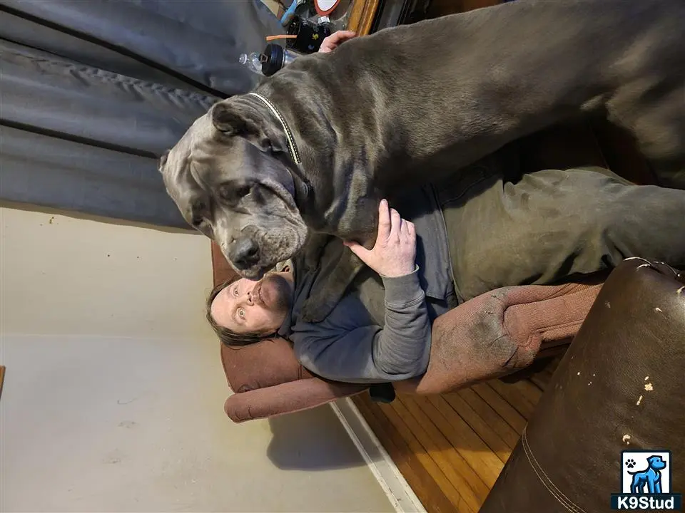 Cane Corso stud dog: a person lying on the floor with a cane corso dog