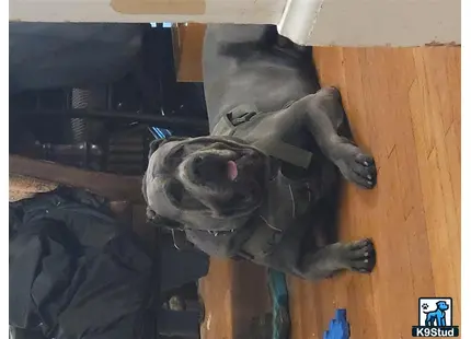 Cane Corso stud dog: a cane corso dog lying on the floor