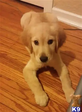 Golden Retriever stud dog