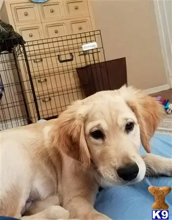 Golden Retriever stud dog