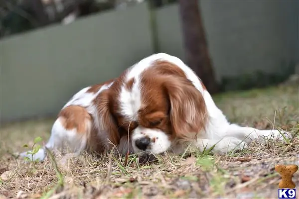 Cavalier King Charles Spaniel stud dog