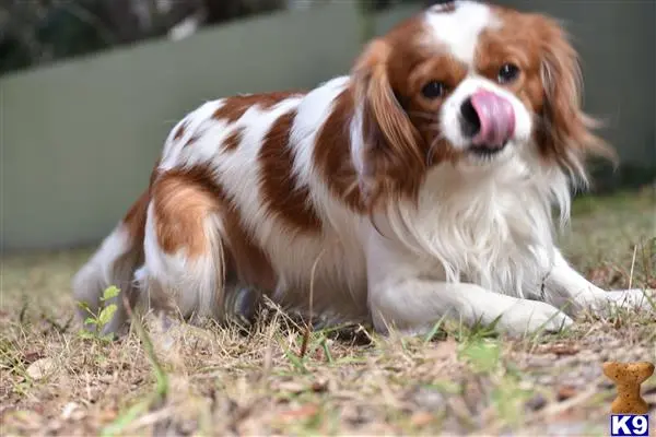 Cavalier King Charles Spaniel stud dog