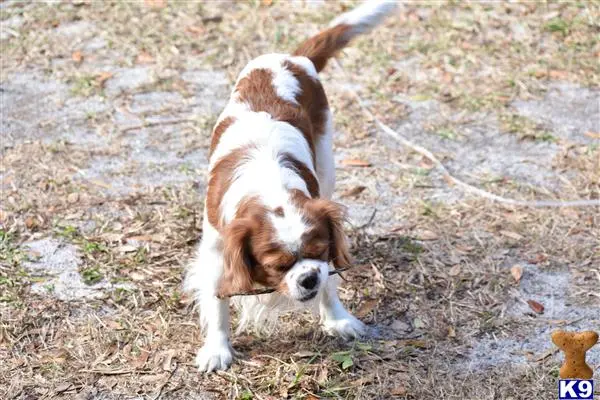 Cavalier King Charles Spaniel stud dog