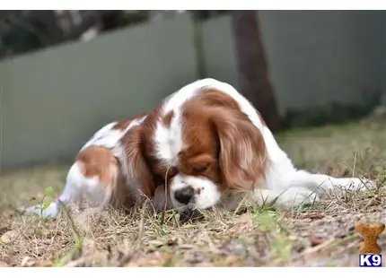 Cavalier King Charles Spaniel