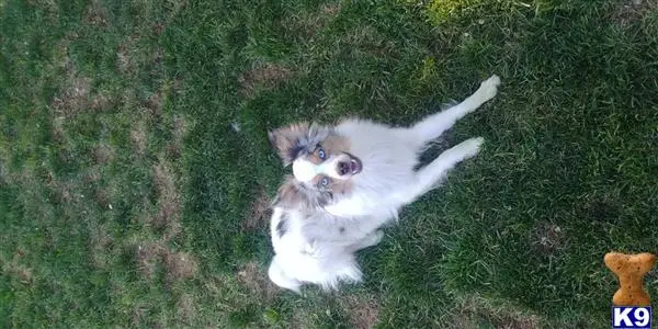 Miniature Australian Shepherd