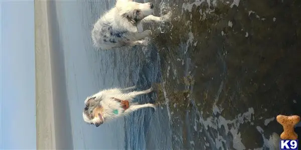 Miniature Australian Shepherd stud dog