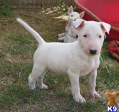 Bull Terrier