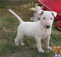 bull terrier puppy posted by nello72